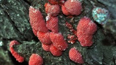 Invasive Apple Snails Lay Thousands of Egg Masses in Man-Made Louisiana Canal