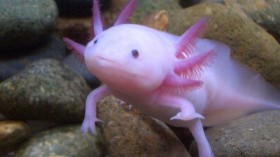 5 Axolotl Facts to Consider Before Buying One for Your Home Aquarium