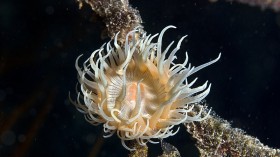 New Species Venomous Tiger Anemone with 96 Arms Turns Throat Inside Out to Catch Prey — Singapore