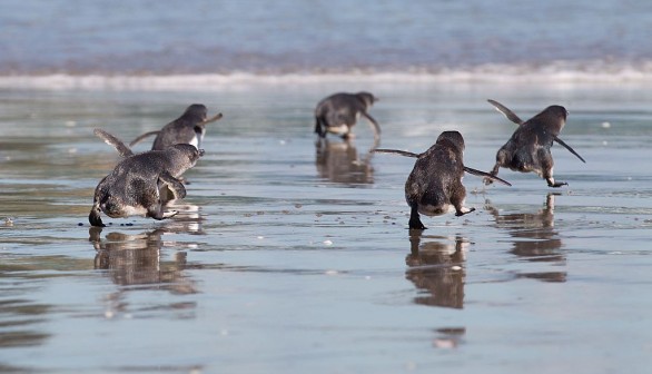 A stock of marine animals (Little Blue Penguins) in New Zealand.