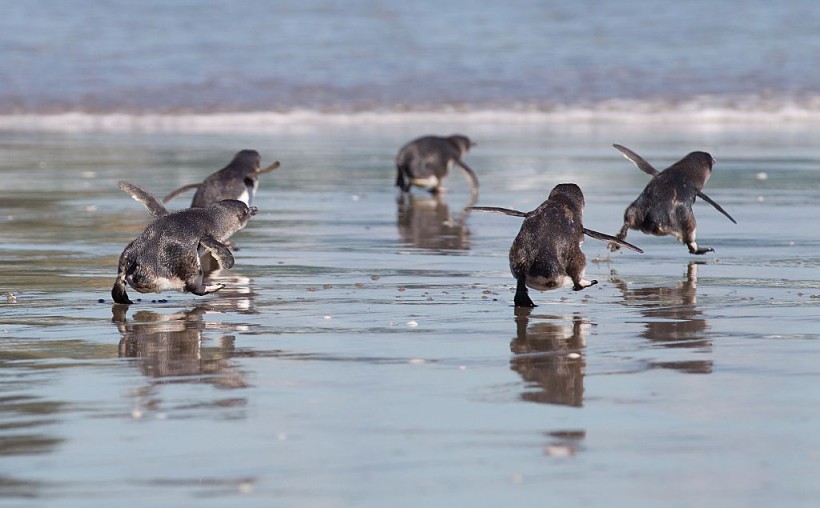 A stock of marine animals (Little Blue Penguins) in New Zealand.
