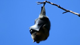 Giant Bats