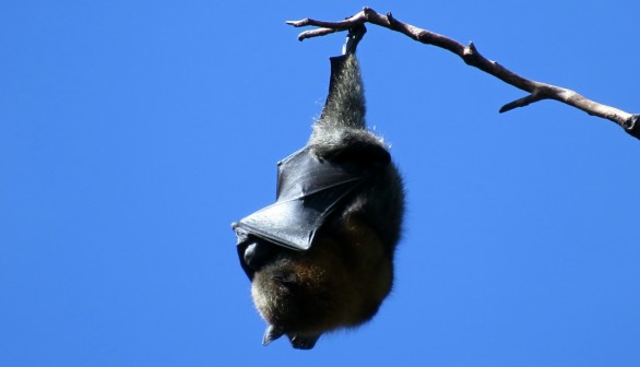 Giant Bats