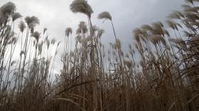 Miscanthus