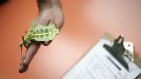 A stock photo of a leaf insect