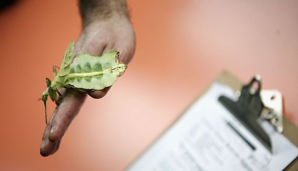 A stock photo of a leaf insect