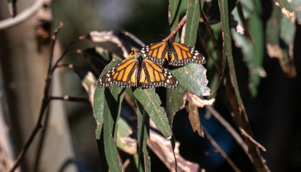 Monarch butterflies