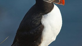 Atlantic puffin