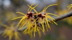Witch Hazel Seed Dispersion at Bullet Speed Could Inspire Robotics, Researchers Say
