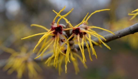 Witch Hazel Seed Dispersion at Bullet Speed Could Inspire Robotics, Researchers Say
