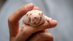 Hyaluronic Acid Activation Gene in Naked Mole Rats Successfully Transferred to Mice Results in Longevity, Resistance to Skin Cancer