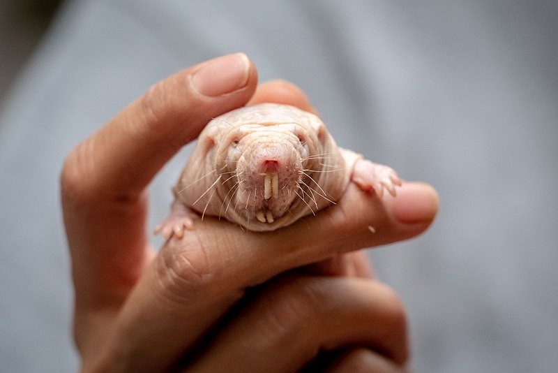 Hyaluronic Acid Activation Gene in Naked Mole Rats Successfully Transferred to Mice Results in Longevity, Resistance to Skin Cancer
