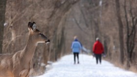 COVID-19 in White-Tailed Deer Evolves 3 Times Faster Than in Humans; Is Interspecies Transmission Possible?