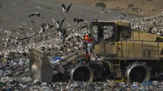 37,000 Migrating Birds Choose to Spend Winter at Dump Site in Spain to Feed on Food Waste, Rats