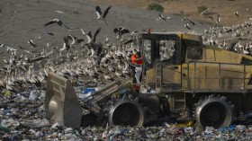 37,000 Migrating Birds Choose to Spend Winter at Dump Site in Spain to Feed on Food Waste, Rats
