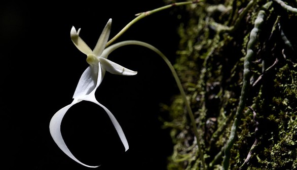 How Photosynthesis Works on the Leafless Mysterious Ghost Orchid