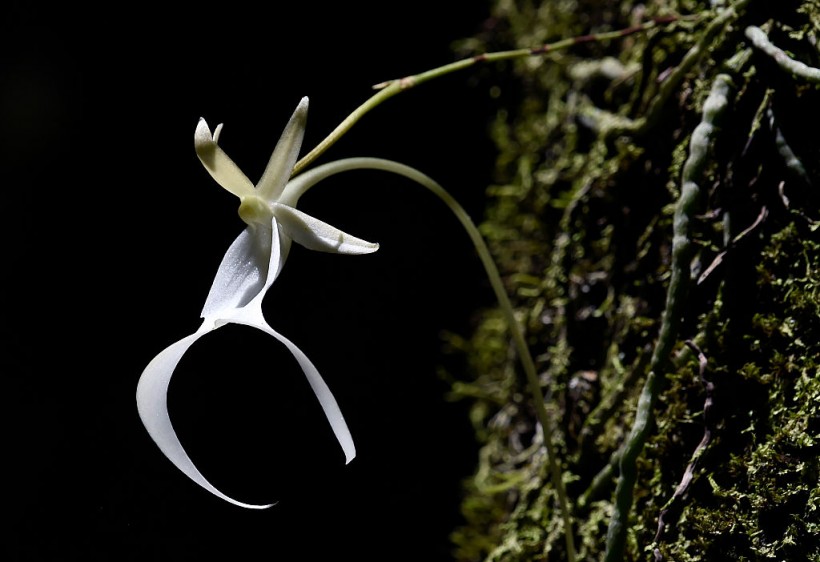 How Photosynthesis Works on the Leafless Mysterious Ghost Orchid