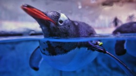 THAILAND-ANIMAL-PENGUIN