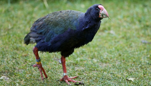 WELLINGTON, NEW ZEALAND - JULY 25: A takahe looks on during a visit to Zealandia ecosanctuary on July 25, 2017 in Wellington, New Zealand.