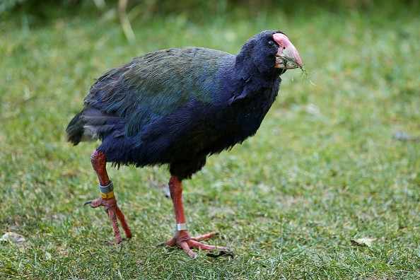WELLINGTON, NEW ZEALAND - JULY 25: A takahe looks on during a visit to Zealandia ecosanctuary on July 25, 2017 in Wellington, New Zealand.