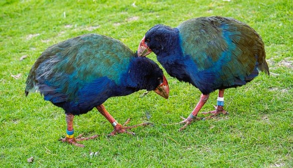 Large Prehistoric Flightless Bird Takahē Roams New Zealand Again After 100 Years of Extinction