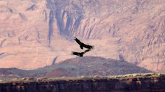 California Condors Expand Population and Range as 12 Seen Over Mount Hamilton, Experts Hope for Potential First Nesting Pair