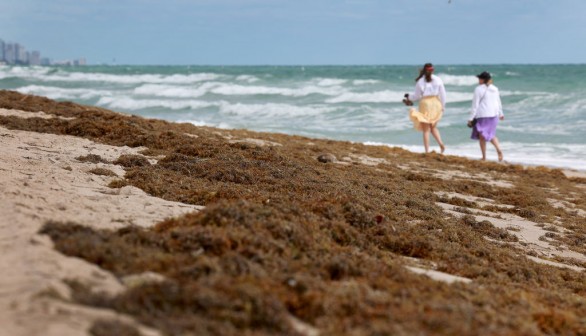 Sargassum Seaweed in Florida Becomes Asset as Company Makes Fertilizers, Vegan Leather