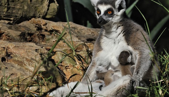 Baby Ring-Tailed Lemur Pulled Away From Mother Prompts Officials to Seize 150 Animals from Dealer in Michigan