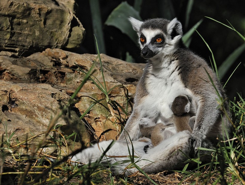 Baby Ring-Tailed Lemur Pulled Away From Mother Prompts Officials to Seize 150 Animals from Dealer in Michigan