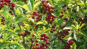 European Bird Cherry Trees in Alaska Up for Weed Whacking in Statewide Battle Against Invasives