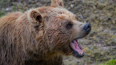 Grizzly Bear Killed After Surprise Encounter in Montana, Hunter Injured in Misfire