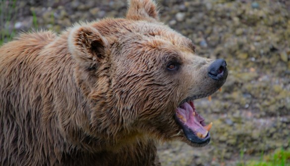 Grizzly Bear Killed After Surprise Encounter in Montana, Hunter Injured in Misfire