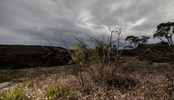 Pink Flannel flowers affected by bushfires in Australia.