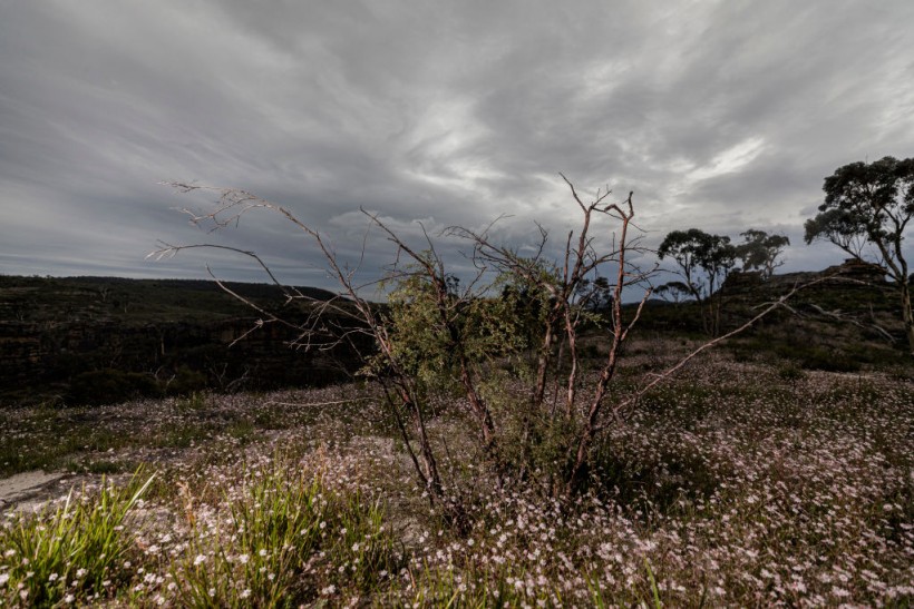 Pink Flannel flowers affected by bushfires in Australia.