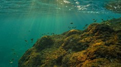 A stock photo of the marine environment in the Mediterranean sea suffering from soaring temperatures