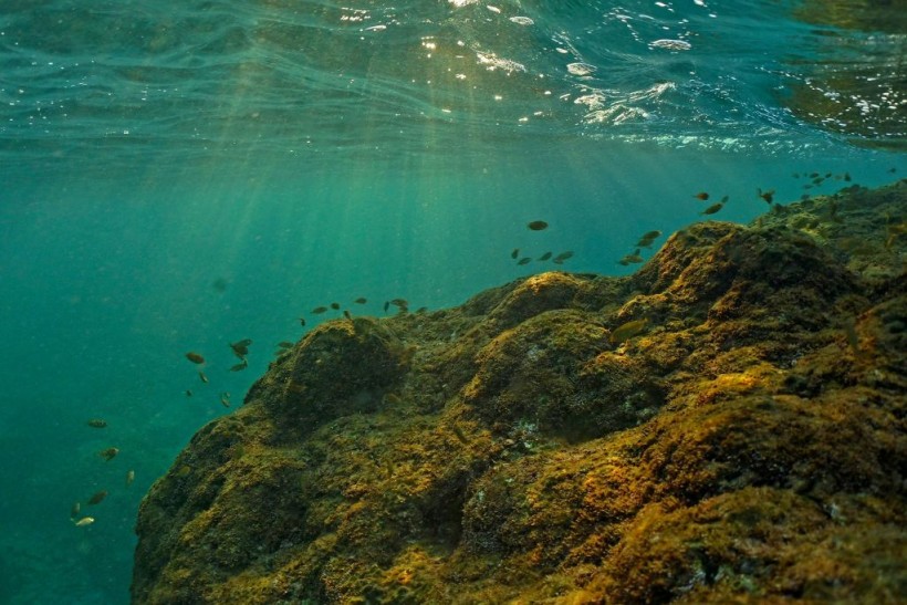 A stock photo of the marine environment in the Mediterranean sea suffering from soaring temperatures