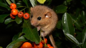 Hazel Dormice Found in UK Nature Reserve Nesting Boxes After Facing Near Extinction Due to Climate Change