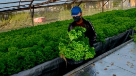 INDONESIA-AGRICULTURE-HYDROPONIC
