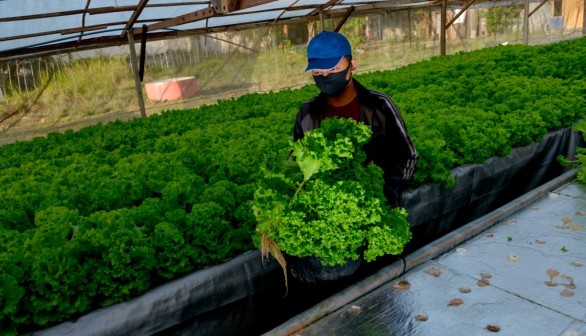 INDONESIA-AGRICULTURE-HYDROPONIC