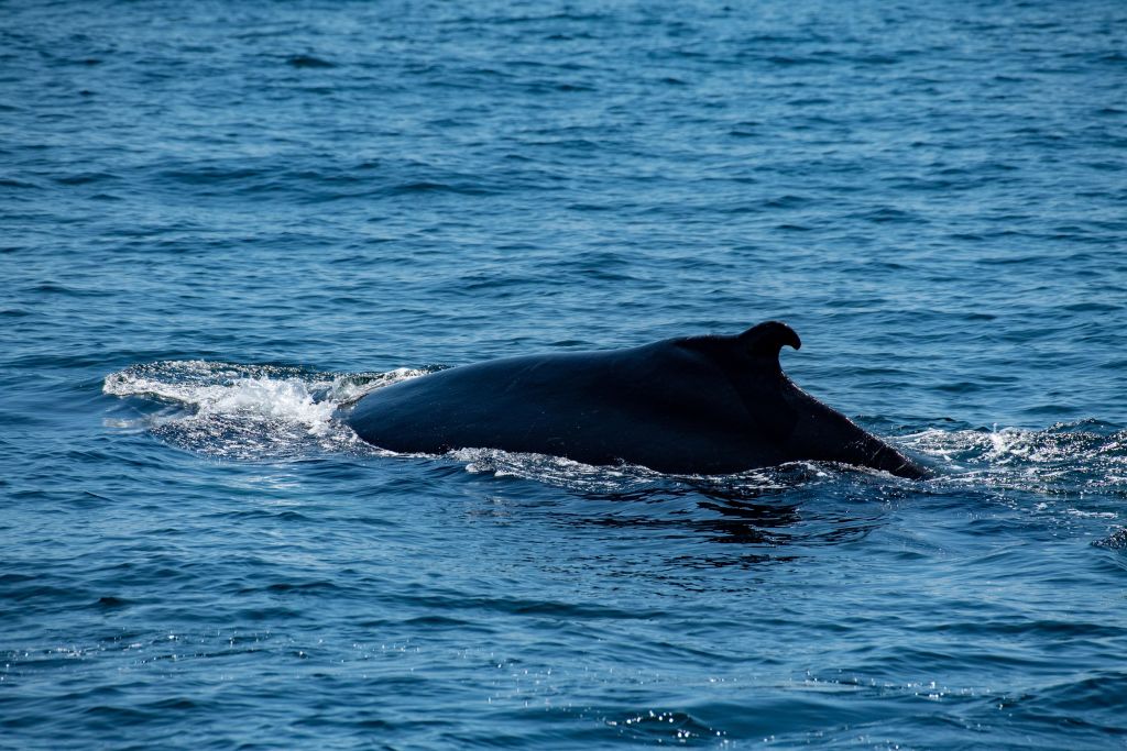 New Mutation Rates Show 20,000 Humpback Whales Lived In North Atlantic ...