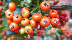 5 Poisonous Berries You Might Be Growing in Your Garden