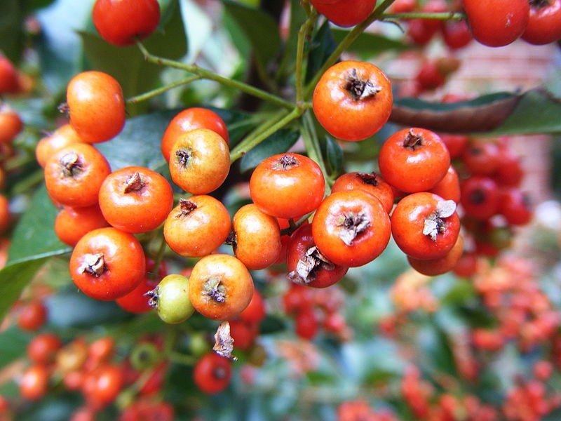 5 Poisonous Berries You Might Be Growing in Your Garden