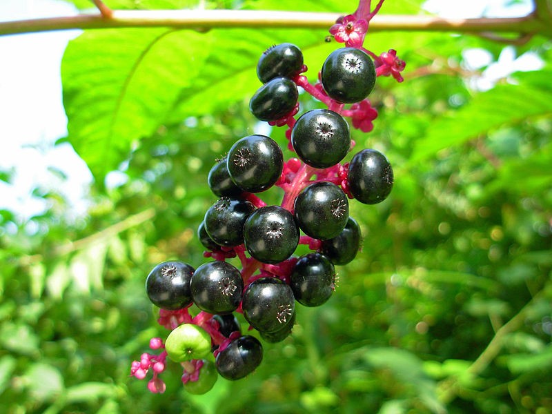 Poisonous Berries: Pokeweed
