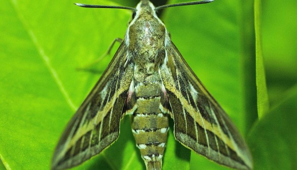 A stock photo of Hyles Livornica moth