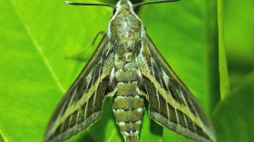 A stock photo of Hyles Livornica moth