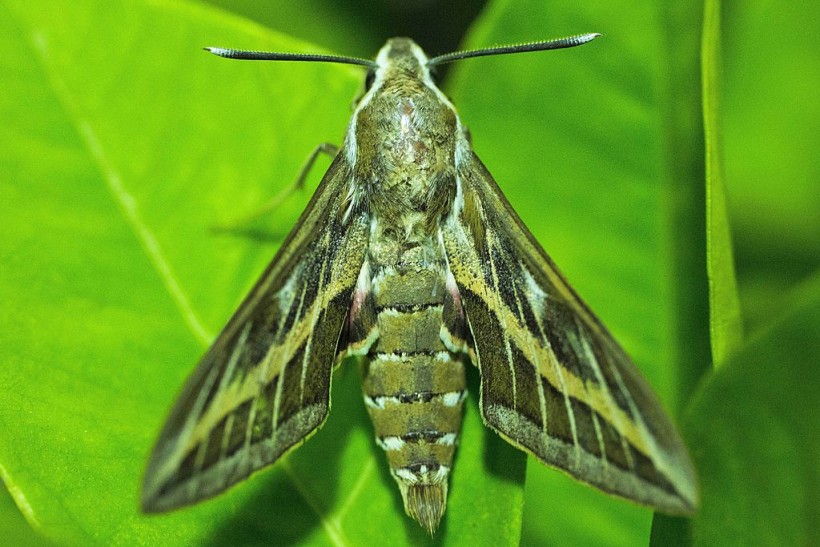 A stock photo of Hyles Livornica moth
