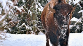 bison