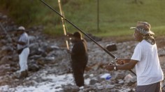 Pearl Darter Fish Reintroduced in Mississippi's Pearl River 50 Years After Local Extinction