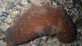 $10000 Endangered Sea Cucumbers From Mexico Seized at Border in Smuggling Attempt