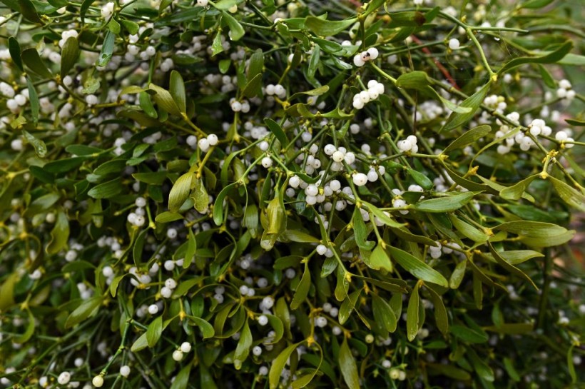 Poisonous Berries: Mistletoe